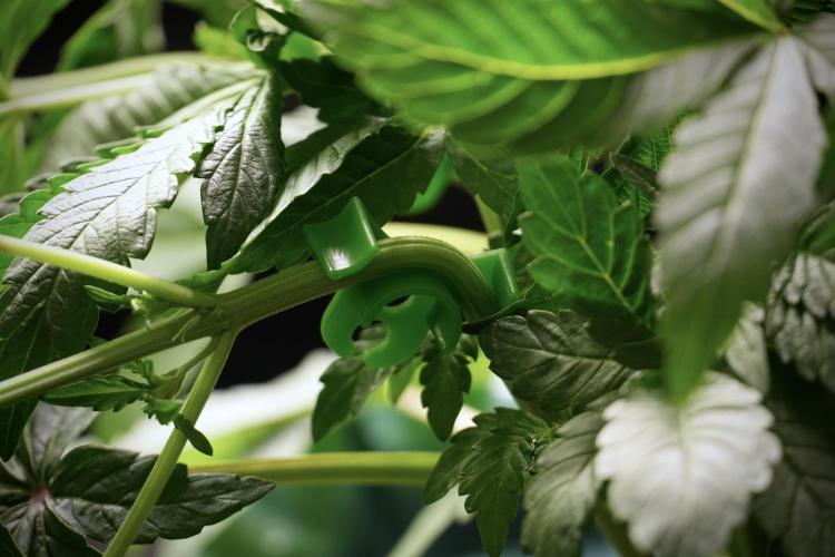 TicaL X Zamnesia-NectarDrip pack#268/750. Week 6 - Plant B