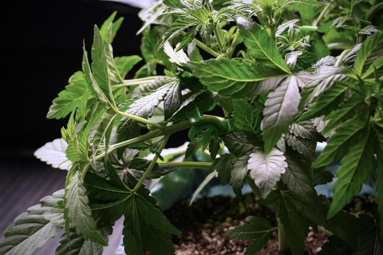 TicaL X Zamnesia-NectarDrip pack#268/750. Week 6 - Plant B