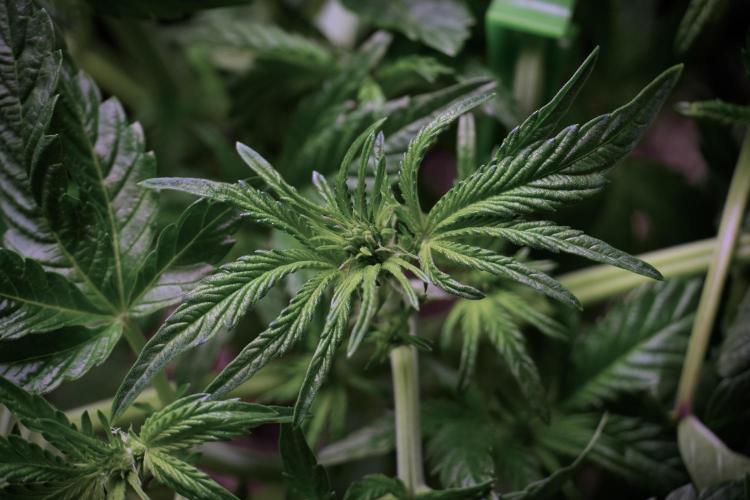 TicaL X Zamnesia-NectarDrip pack#268/750. Week 6 - Plant B