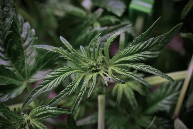 TicaL X Zamnesia-NectarDrip pack#268/750. Week 6 - Plant B