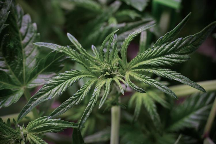 TicaL X Zamnesia-NectarDrip pack#268/750. Week 6 - Plant B