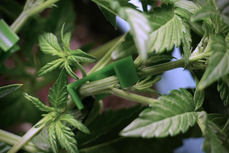 TicaL X Zamnesia-NectarDrip pack#268/750. Week 6 - Plant B