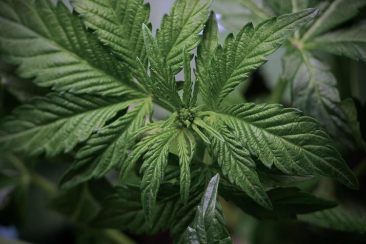 TicaL X Zamnesia-NectarDrip pack#268/750. Week 6 - Plant B