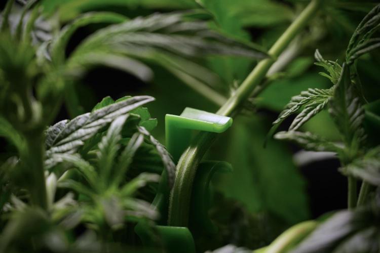 TicaL X Zamnesia-NectarDrip pack#268/750. Week 6 - Plant B