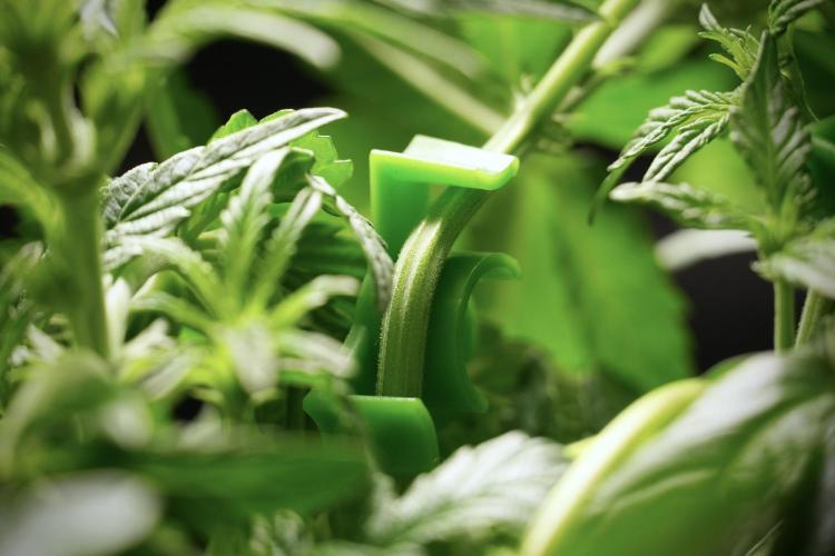 TicaL X Zamnesia-NectarDrip pack#268/750. Week 6 - Plant B