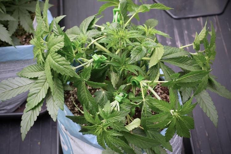 TicaL X Zamnesia-NectarDrip pack#268/750. Week 6 - Plant B