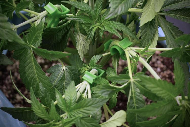 TicaL X Zamnesia-NectarDrip pack#268/750. Week 6 - Plant B