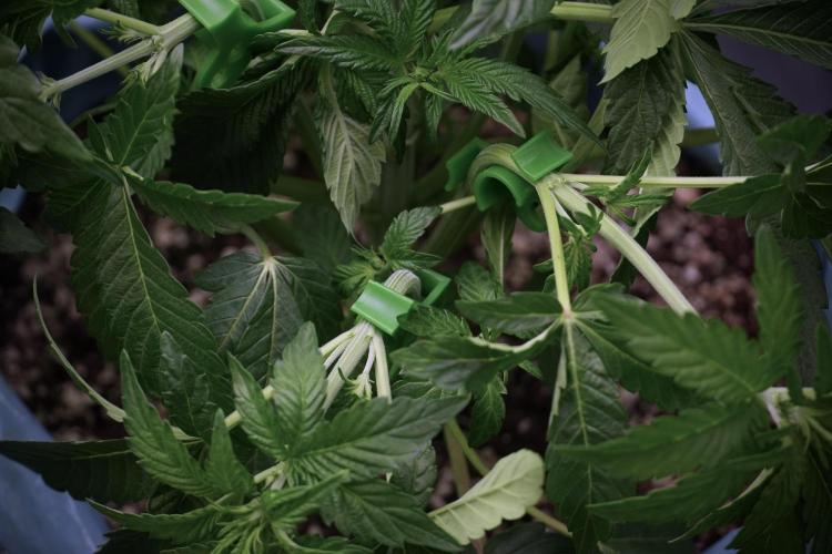 TicaL X Zamnesia-NectarDrip pack#268/750. Week 6 - Plant B