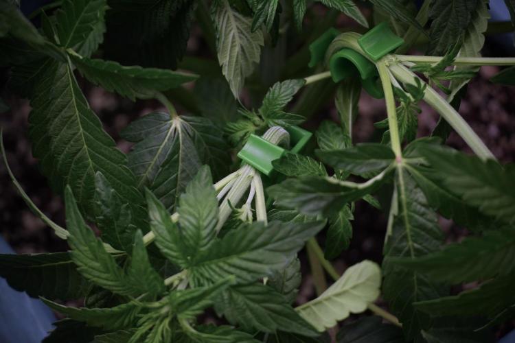 TicaL X Zamnesia-NectarDrip pack#268/750. Week 6 - Plant B