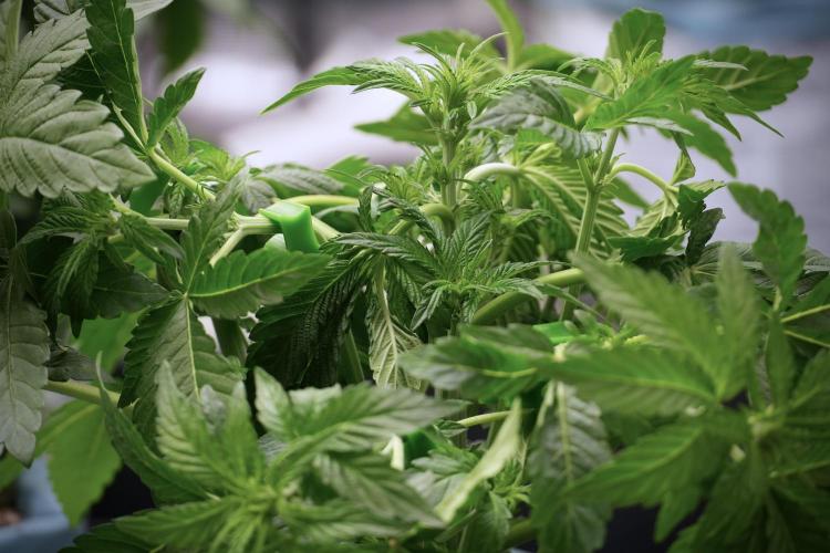 TicaL X Zamnesia-NectarDrip pack#268/750. Week 6 - Plant B