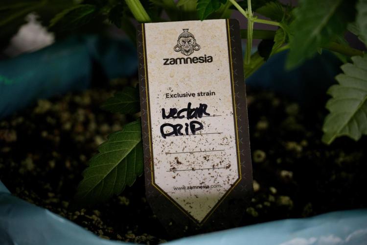 TicaL X Zamnesia-NectarDrip pack#268/750. Week 6 - Plant A