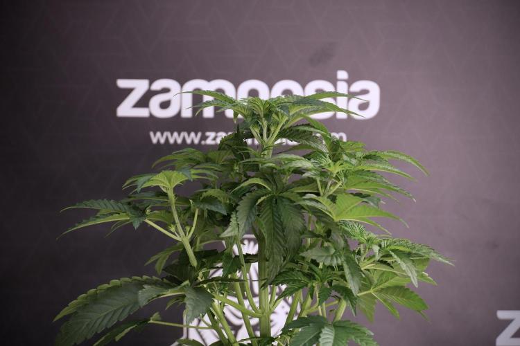 TicaL X Zamnesia-NectarDrip pack#268/750. Week 6 - Plant A