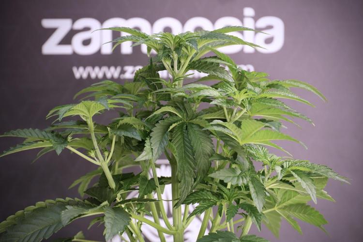 TicaL X Zamnesia-NectarDrip pack#268/750. Week 6 - Plant A