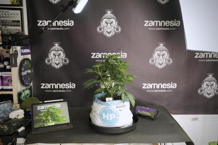 TicaL X Zamnesia-NectarDrip pack#268/750. Week 6 - Plant A