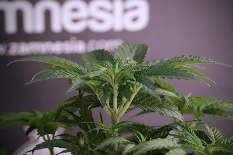 TicaL X Zamnesia-NectarDrip pack#268/750. Week 6 - Plant A