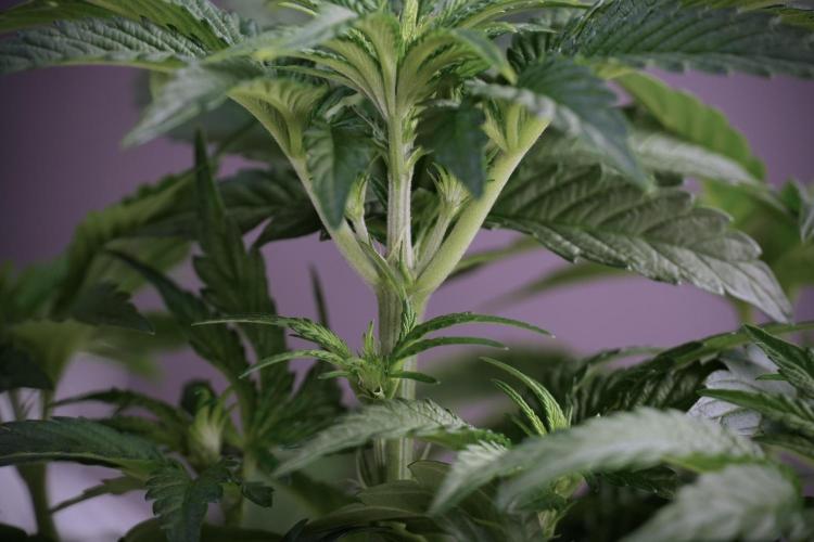 TicaL X Zamnesia-NectarDrip pack#268/750. Week 6 - Plant A