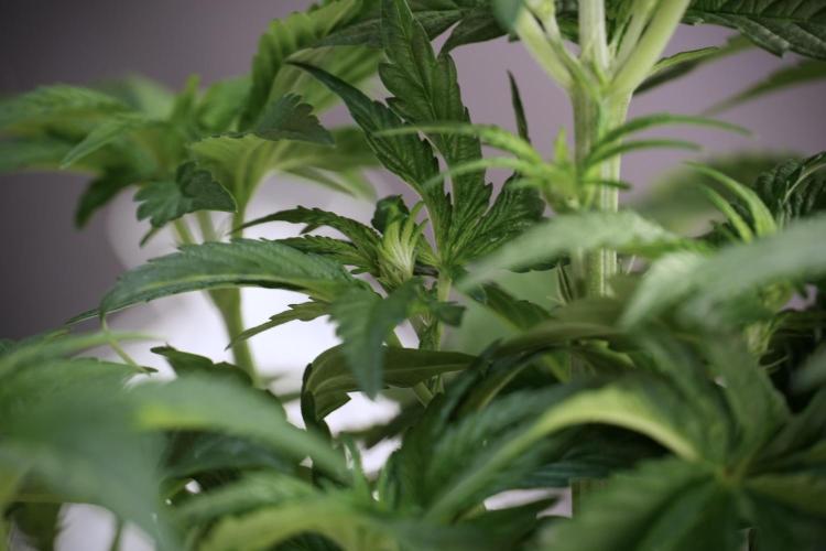 TicaL X Zamnesia-NectarDrip pack#268/750. Week 6 - Plant A