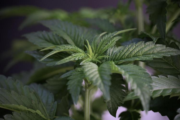 TicaL X Zamnesia-NectarDrip pack#268/750. Week 6 - Plant A