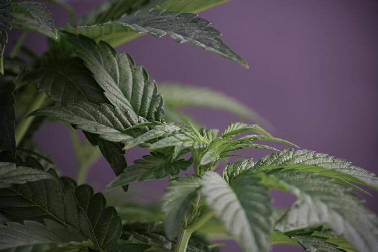 TicaL X Zamnesia-NectarDrip pack#268/750. Week 6 - Plant A