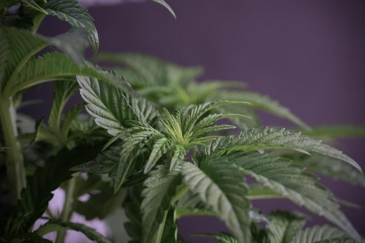 TicaL X Zamnesia-NectarDrip pack#268/750. Week 6 - Plant A