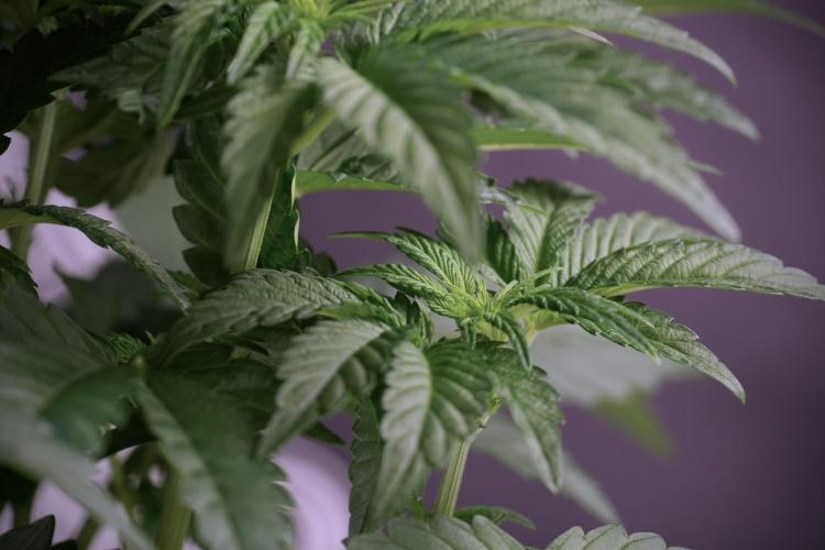 TicaL X Zamnesia-NectarDrip pack#268/750. Week 6 - Plant A