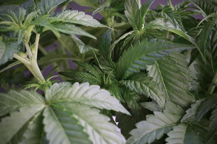 TicaL X Zamnesia-NectarDrip pack#268/750. Week 6 - Plant A