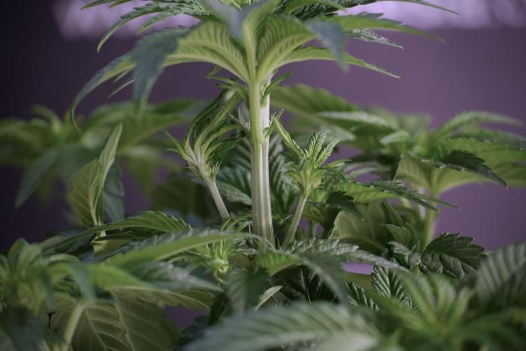 TicaL X Zamnesia-NectarDrip pack#268/750. Week 6 - Plant A