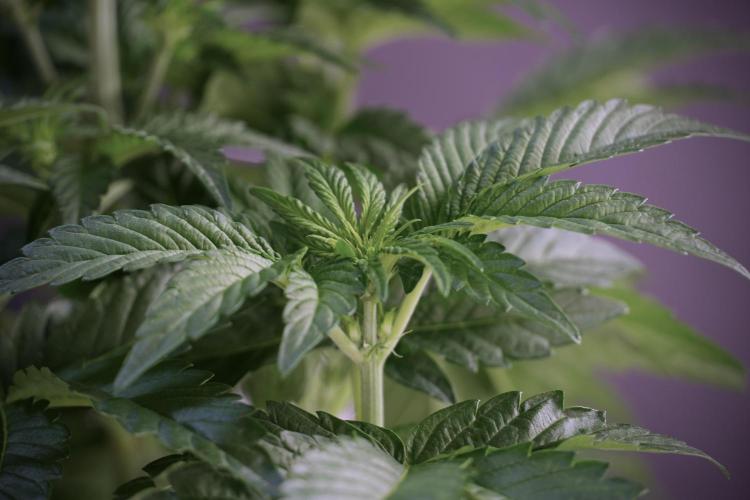 TicaL X Zamnesia-NectarDrip pack#268/750. Week 6 - Plant A