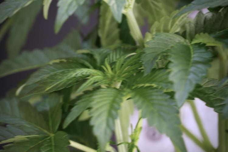 TicaL X Zamnesia-NectarDrip pack#268/750. Week 6 - Plant A