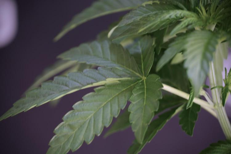 TicaL X Zamnesia-NectarDrip pack#268/750. Week 6 - Plant A