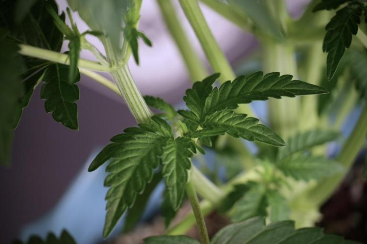 TicaL X Zamnesia-NectarDrip pack#268/750. Week 6 - Plant A