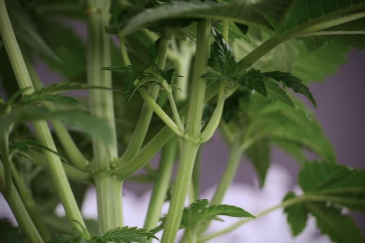 TicaL X Zamnesia-NectarDrip pack#268/750. Week 6 - Plant A