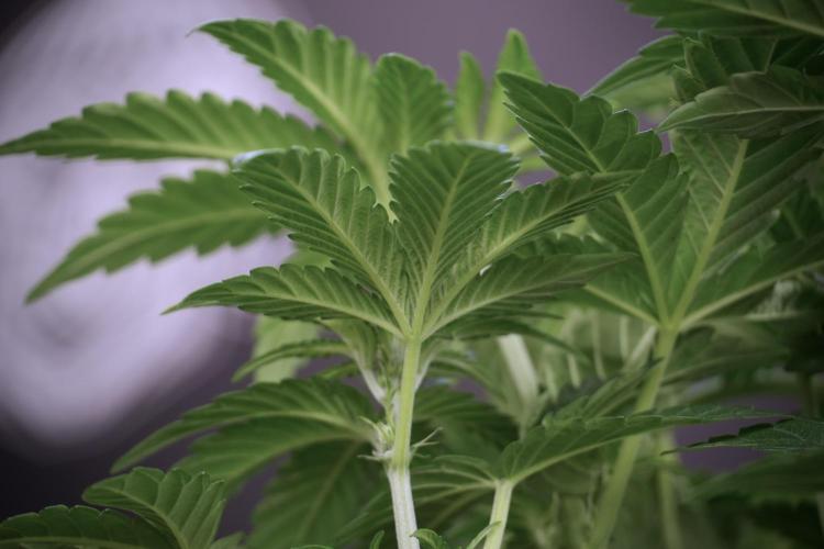 TicaL X Zamnesia-NectarDrip pack#268/750. Week 6 - Plant A