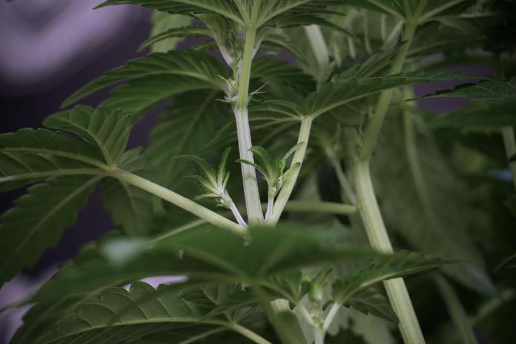 TicaL X Zamnesia-NectarDrip pack#268/750. Week 6 - Plant A