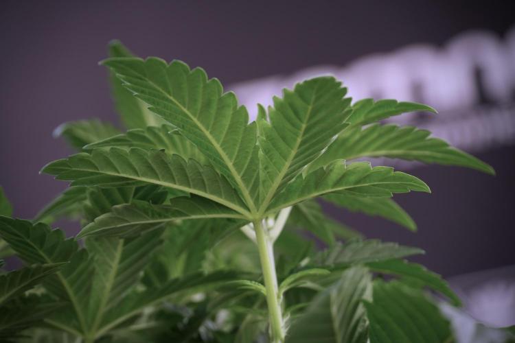 TicaL X Zamnesia-NectarDrip pack#268/750. Week 6 - Plant A