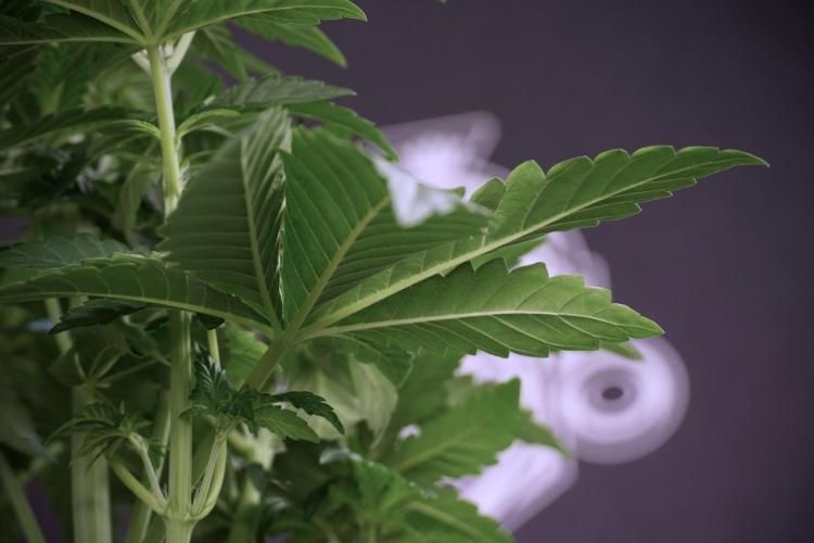 TicaL X Zamnesia-NectarDrip pack#268/750. Week 6 - Plant A