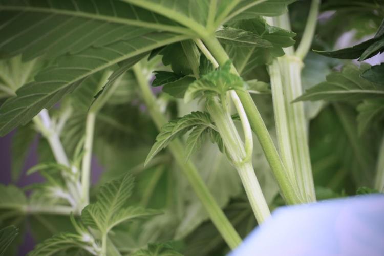 TicaL X Zamnesia-NectarDrip pack#268/750. Week 6 - Plant A