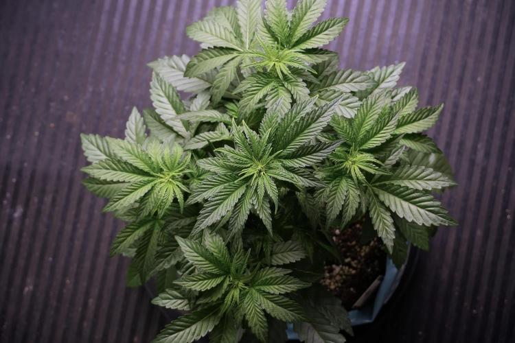 TicaL X Zamnesia-NectarDrip pack#268/750. Week 6 - Plant A