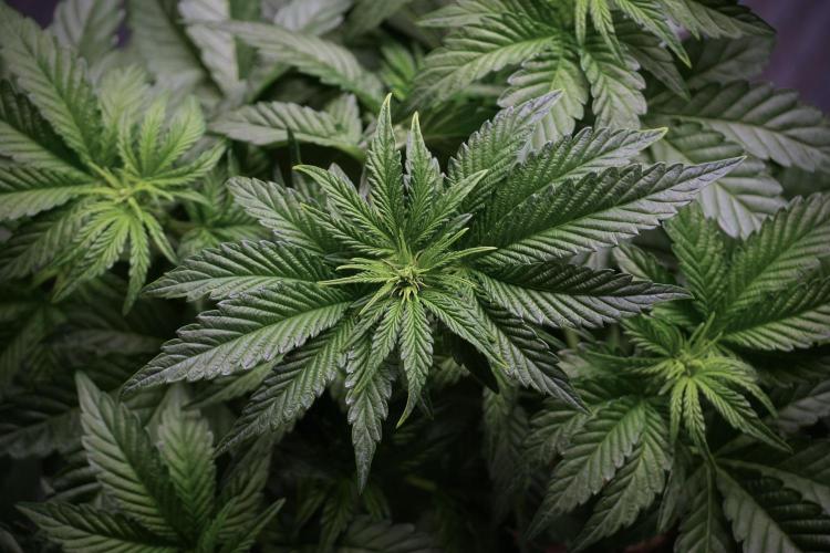 TicaL X Zamnesia-NectarDrip pack#268/750. Week 6 - Plant A