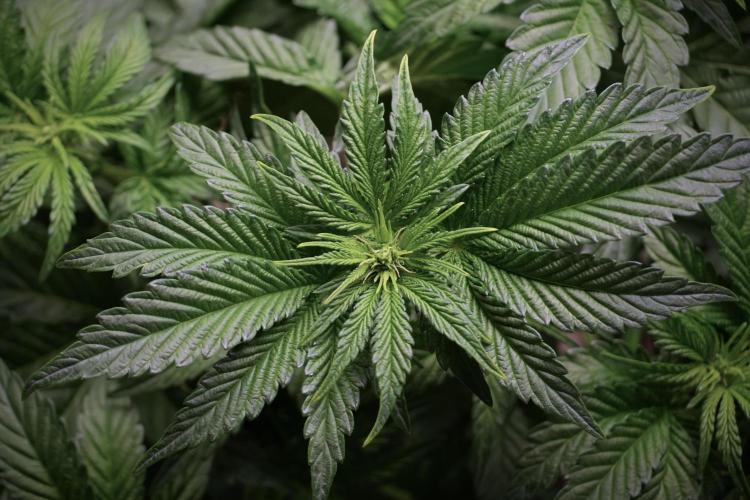 TicaL X Zamnesia-NectarDrip pack#268/750. Week 6 - Plant A