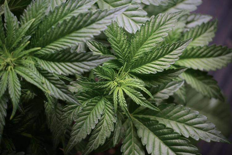 TicaL X Zamnesia-NectarDrip pack#268/750. Week 6 - Plant A