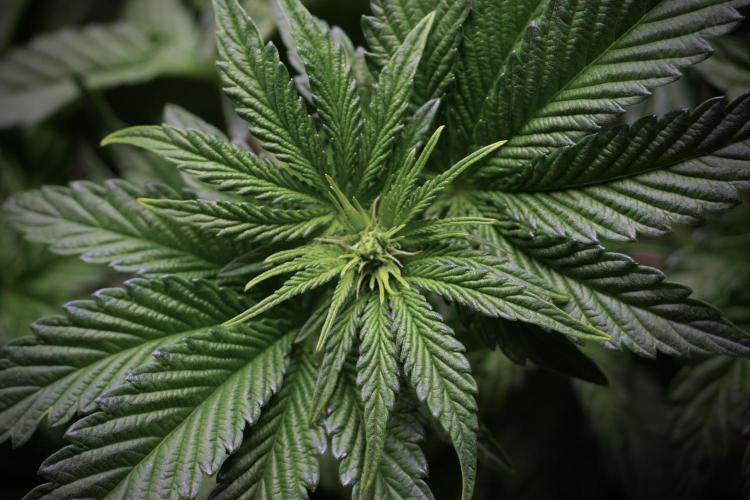 TicaL X Zamnesia-NectarDrip pack#268/750. Week 6 - Plant A