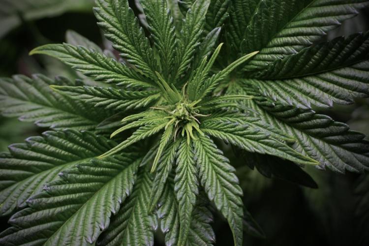 TicaL X Zamnesia-NectarDrip pack#268/750. Week 6 - Plant A