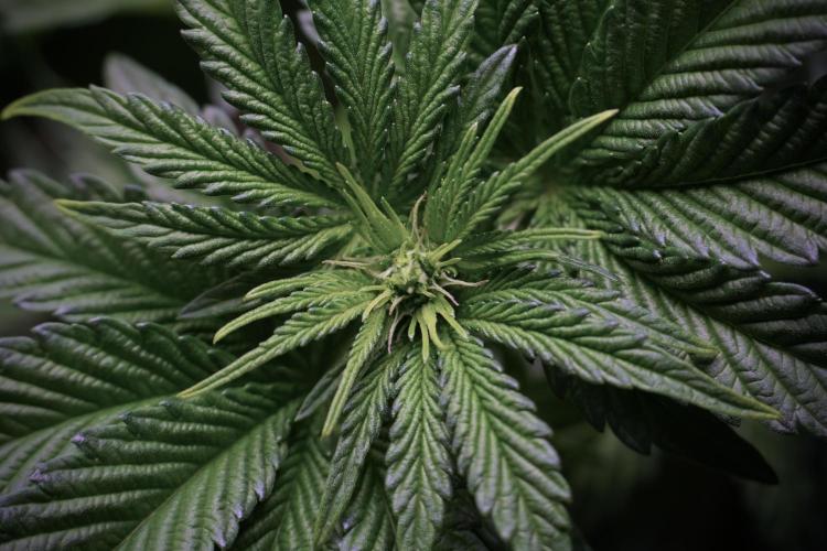 TicaL X Zamnesia-NectarDrip pack#268/750. Week 6 - Plant A