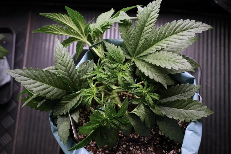 TicaL X Zamnesia-NectarDrip pack#268/750. Week 6 - Plant C