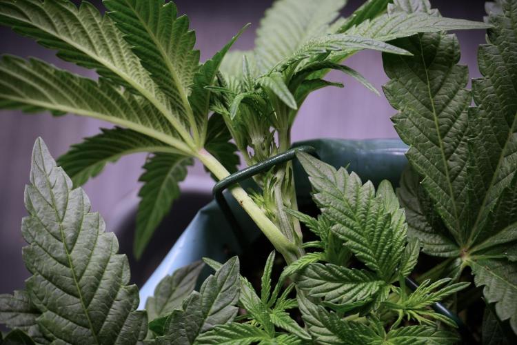 TicaL X Zamnesia-NectarDrip pack#268/750. Week 6 - Plant C