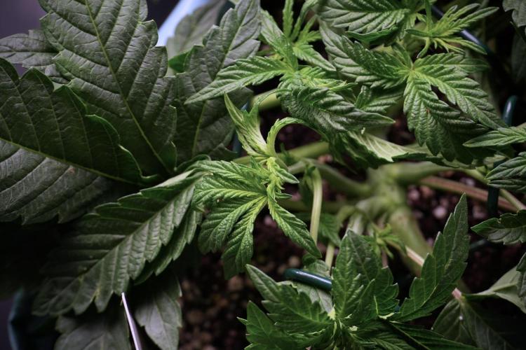 TicaL X Zamnesia-NectarDrip pack#268/750. Week 6 - Plant C