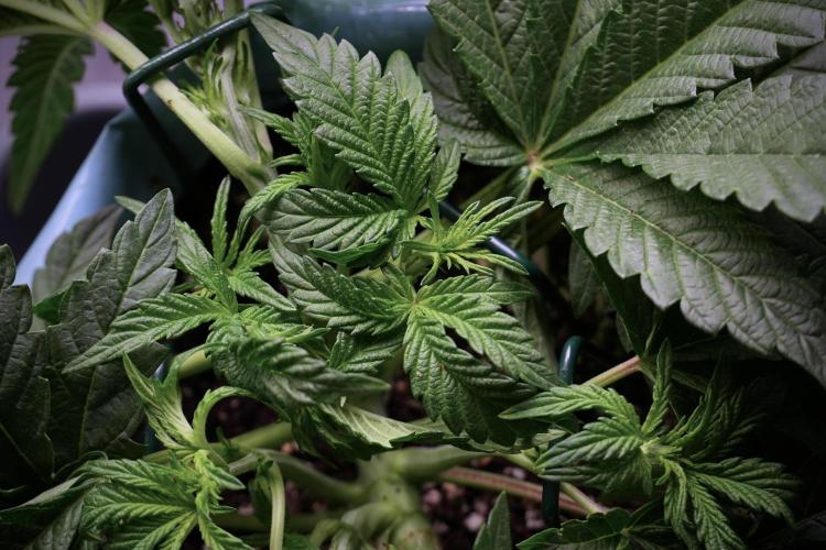 TicaL X Zamnesia-NectarDrip pack#268/750. Week 6 - Plant C