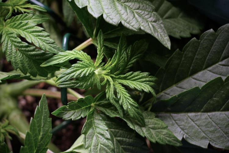 TicaL X Zamnesia-NectarDrip pack#268/750. Week 6 - Plant C