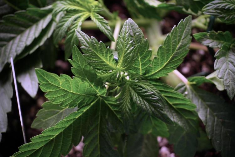 TicaL X Zamnesia-NectarDrip pack#268/750. Week 6 - Plant C